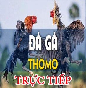 Đá gà Thomo Trực Tiếp